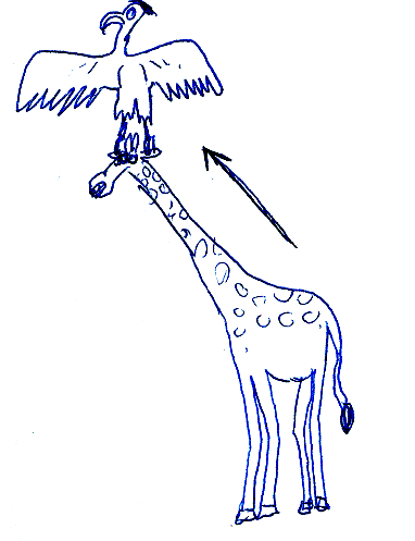 Animals - Giroppe